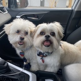 Happy puppies! Happy puppies!