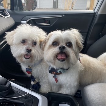 Bow Wow Meow Boutique - Happy puppies! - Pet Stores Near Me - Indianapolis, Indiana Bow Wow Meow Boutique - Happy puppies! - Pet Stores Near Me - Indianapolis, Indiana