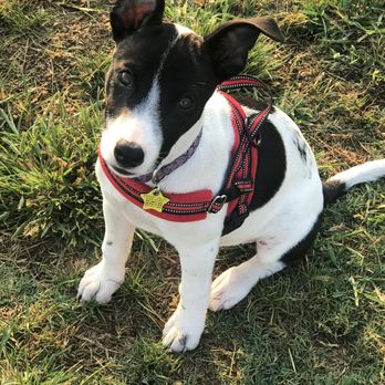 Karma Dog Training - Rosie Jack after graduating Alyssa's kindergarten puppy training class - Pet Training Near Me - San Diego, California Karma Dog Training - Rosie Jack after graduating Alyssa's kindergarten puppy training class - Pet Training Near Me - San Diego, California