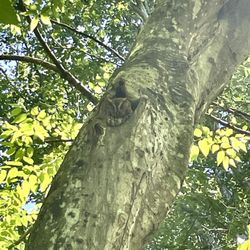 BREC's Bluebonnet Swamp Nature Center - Owl in a hole in the tree