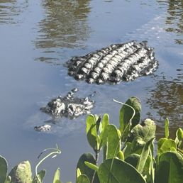 Alligator