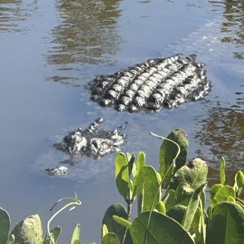 Naples Zoo - Alligator - Zoos Near Me - Naples, Florida