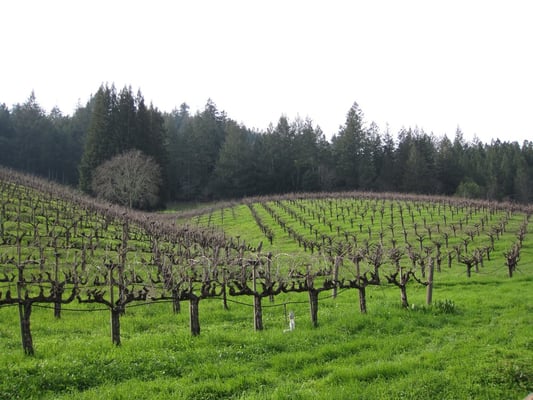 Storybook Mountain Winery by null