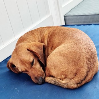 ProspectBArk! - Dog Walkers Near Me - Brooklyn, New York ProspectBArk! - Dog Walkers Near Me - Brooklyn, New York