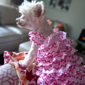 Muddy Pups - Pet Groomers Near Me - Midland, Michigan
