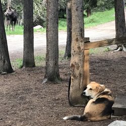 Arrowhead Lodge - Moose