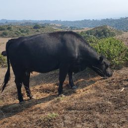 Cow grazing Cow grazing