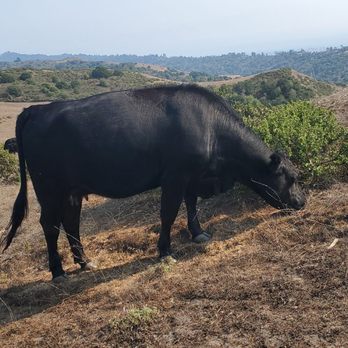 Wildcat Canyon Regional Park - Cow grazing - Parks Near Me - Richmond, California Wildcat Canyon Regional Park - Cow grazing - Parks Near Me - Richmond, California