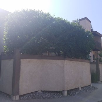 Trees 'N Things - Tree Services Near Me - Los Angeles, California Trees 'N Things - Tree Services Near Me - Los Angeles, California