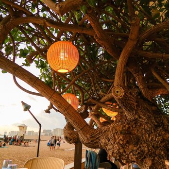 Hau Tree - The beautiful tree at Hau Tree - Seafood Near Me - Honolulu, Hawaii Hau Tree - The beautiful tree at Hau Tree - Seafood Near Me - Honolulu, Hawaii