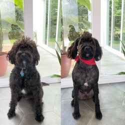 Jan’s Dog Grooming