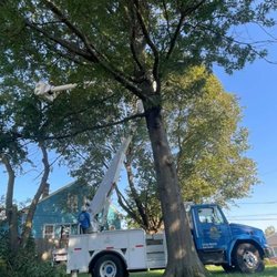 Green View Tree Service