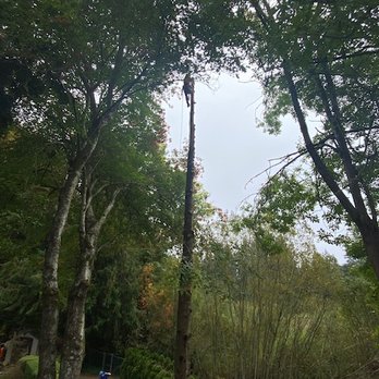 Dead Or Alive Tree Service - High up in a dead tree. - Tree Services Near Me - Olympia, Washington Dead Or Alive Tree Service - High up in a dead tree. - Tree Services Near Me - Olympia, Washington