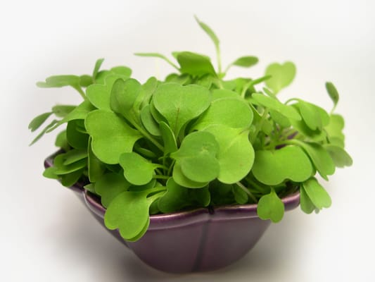 Blue Moon Acres Buckingham, PA by null