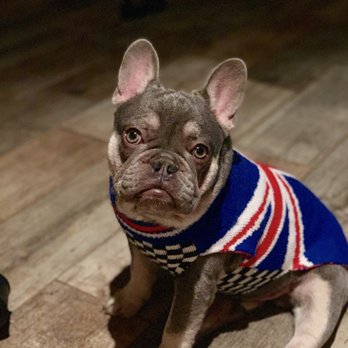 PND Bulldogs - Zeppelin - Pet Breeders Near Me - Dayton, Texas PND Bulldogs - Zeppelin - Pet Breeders Near Me - Dayton, Texas