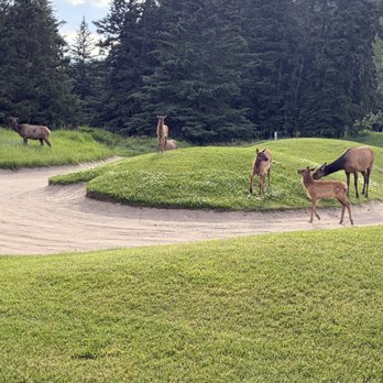 Banff Springs - Just golfing around the wildlife - Golf Near Me - Banff, Alberta