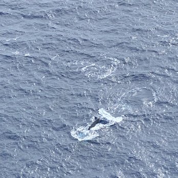 Pacific Helicopter Tours - Humpback whale - Aerial Tours Near Me - Kahului, Hawaii