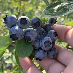 Muir Blueberry Farm - Blueberries plentiful this morning July 30, 2022