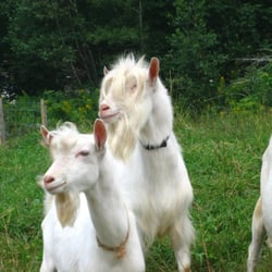 Ran-Cher Acres - Saanen Goats