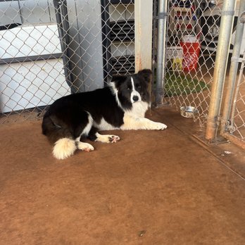 The Paw Spaw - All trimmed and cleaned up and not just shaved! Better than any other groomer we have seen! - Pet Groomers Near Me