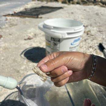 Sanibel Sea School - Blue crab we caught and released. - Educational Services Near Me - Sanibel, Florida