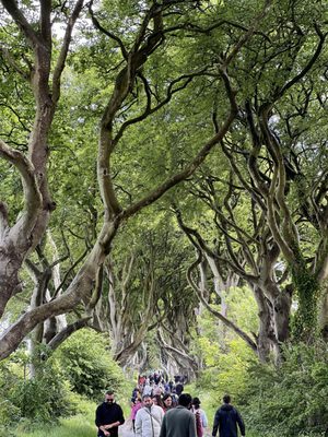 The Dark Hedges by null