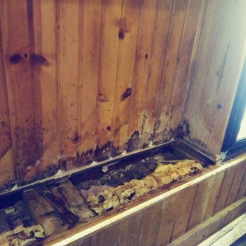 Between the Buns - The only wall the owner replaced in the cooler.  You can see the black mold made it's way to the woodwork in the bar. - Sports Bars Near Me - Osceola, Indiana