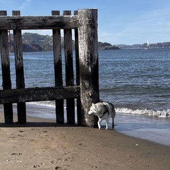 Crissy Field - Huskies LOVE exploring! Hee - Parks Near Me - San Francisco, California Crissy Field - Huskies LOVE exploring! Hee - Parks Near Me - San Francisco, California