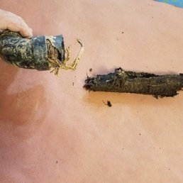 Roots growing into the water lines in the laundry room. Roots growing into the water lines in the laundry room.