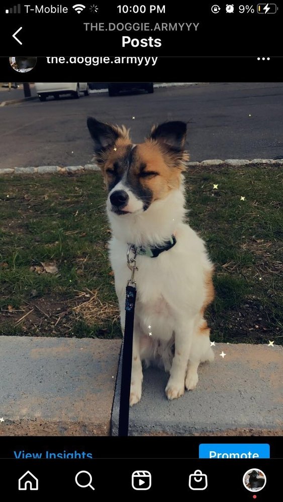 THE DOGGIE ARMY Request a Quote Dog Walkers Bristol, PA Yelp