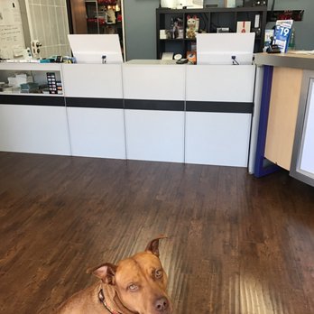 Mobile Fix Center - My dog is enjoying the dog-friendly service at Mobile FixIt. - Electronics Repair Near Me - Torrance, California