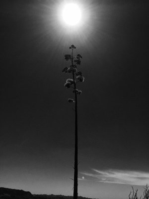 Apache Trail by null