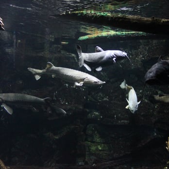 ECHO, Leahy Center for Lake Champlain - Some of the fish you can find in Champlain. - Museums Near Me - Burlington, Vermont