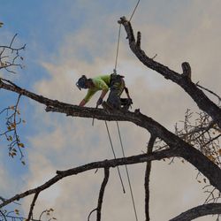 Cowboy Trail Tree Service - Certified Arborist. Cowboy Trail Tree Service.