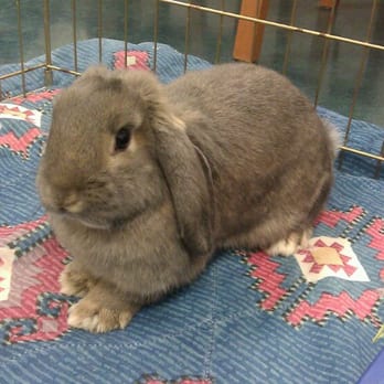 Luna's House - Alaric is a nice rabbit! - Animal Shelters Near Me - Edgewood, Maryland Luna's House - Alaric is a nice rabbit! - Animal Shelters Near Me - Edgewood, Maryland