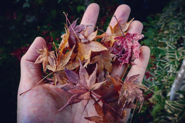 Yoshikien Garden by null