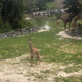 Virginia Zoo - Giraffes - Zoos Near Me - Norfolk, Virginia Virginia Zoo - Giraffes - Zoos Near Me - Norfolk, Virginia