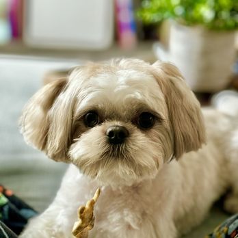 Napa Natural Dog Co. - Pet Groomers Near Me - Vallejo, California Napa Natural Dog Co. - Pet Groomers Near Me - Vallejo, California