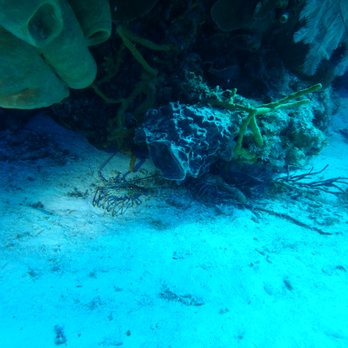 Scuba Life Cozumel - Scuba Diving Near Me - Cozumel, ROO Scuba Life Cozumel - Scuba Diving Near Me - Cozumel, ROO