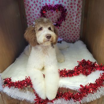 Ruff Cuts and Shampoodles - Pet Groomers Near Me - Weimar, Texas