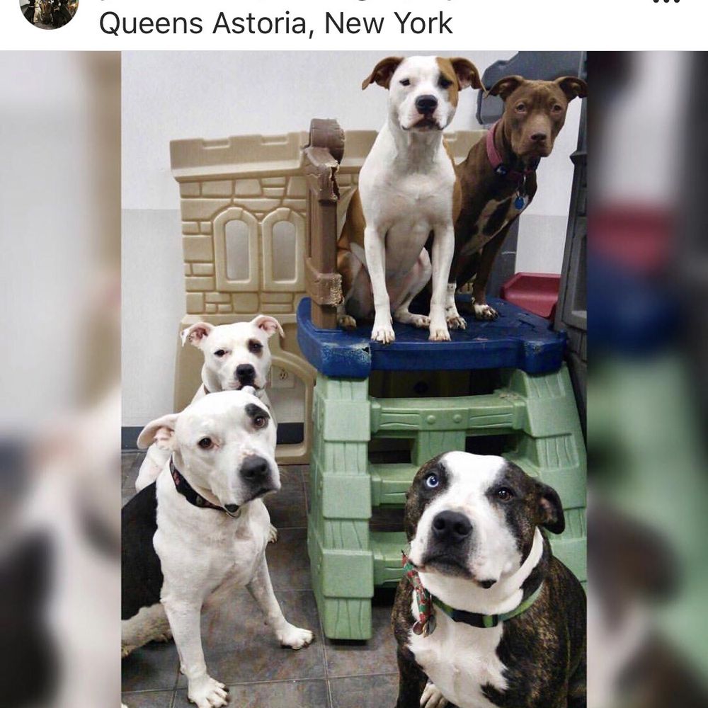 NYC Pet Services - Pittie Crew - Pet Groomers Near Me - Astoria, New York NYC Pet Services - Pittie Crew - Pet Groomers Near Me - Astoria, New York
