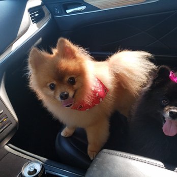 Dawn's Pet Palace - Thank you Dawn for taking such amazing care of my babies over the years. We love you, - Pet Groomers Near Me - Carmichael, California