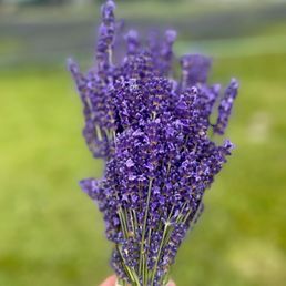 U-pick lavender for $5