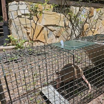 Valley River Wildlife Services - Armadillo capture - Wildlife Control Near Me Valley River Wildlife Services - Armadillo capture - Wildlife Control Near Me