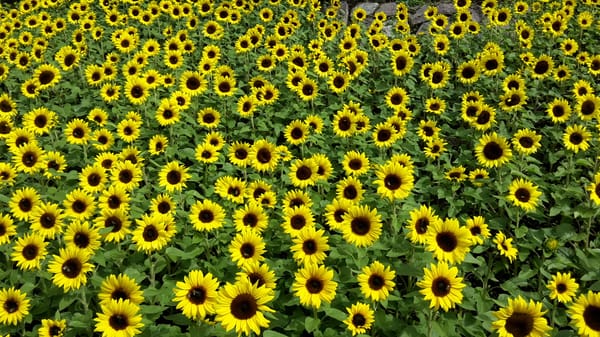 Trauttmansdorff Gärten by null