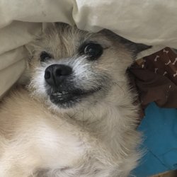 Dog House Rehab - My sweet Kirby. Thank you Josh and Roubina
