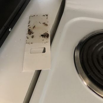 Riverview House - Roaches - Apartments Near Me - Lake Worth, Florida Riverview House - Roaches - Apartments Near Me - Lake Worth, Florida