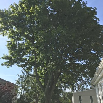 Dank Tree Experts - Left side unbalanced - Tree Services Near Me - Massapequa, New York