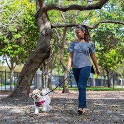 Doggy Walker's Club