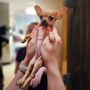 Photo of Midtown Animal Clinic